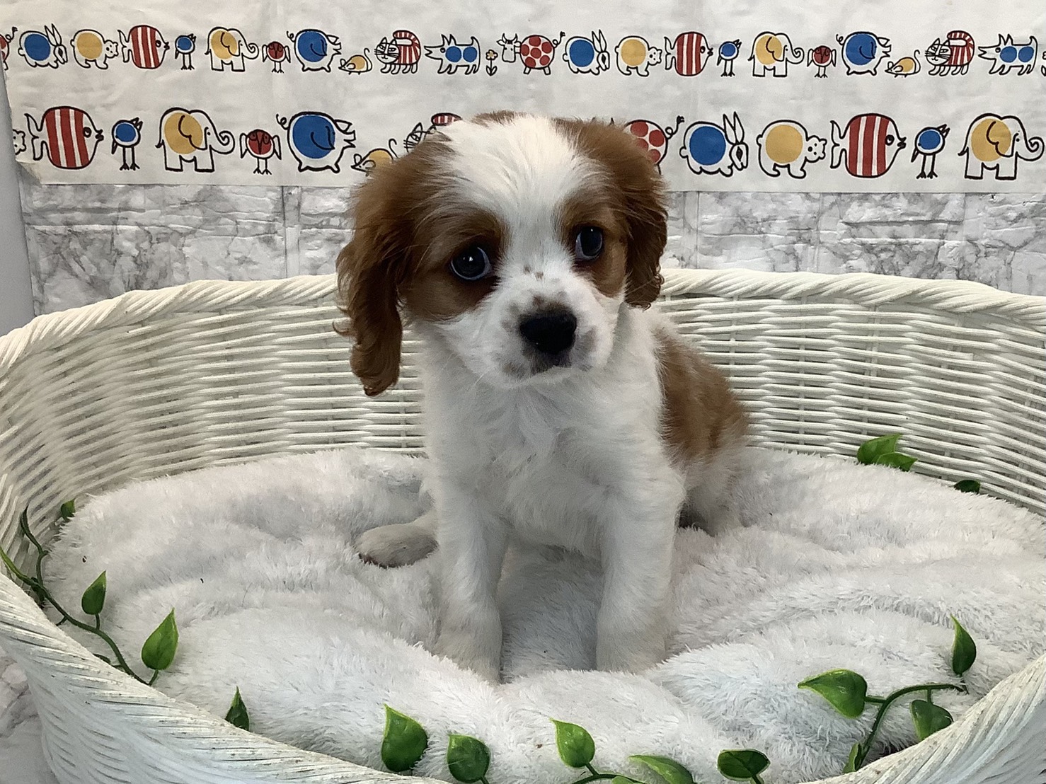 静岡県のキャバリアキングチャールズスパニエル (マルエスペットホームアシスト店/2025年10月26日生まれ/男の子/ブレンハイム)の子犬の1枚目の画像