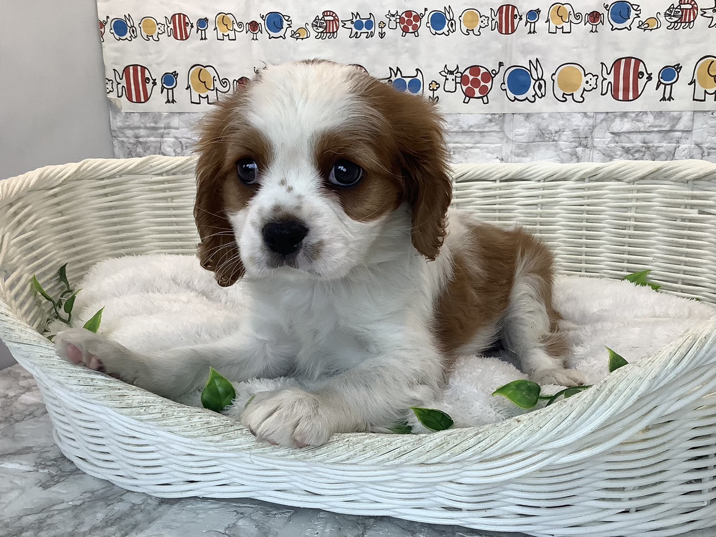 静岡県のキャバリアキングチャールズスパニエル (マルエスペットホームアシスト店/2025年10月26日生まれ/男の子/ブレンハイム)の子犬の2枚目の画像
