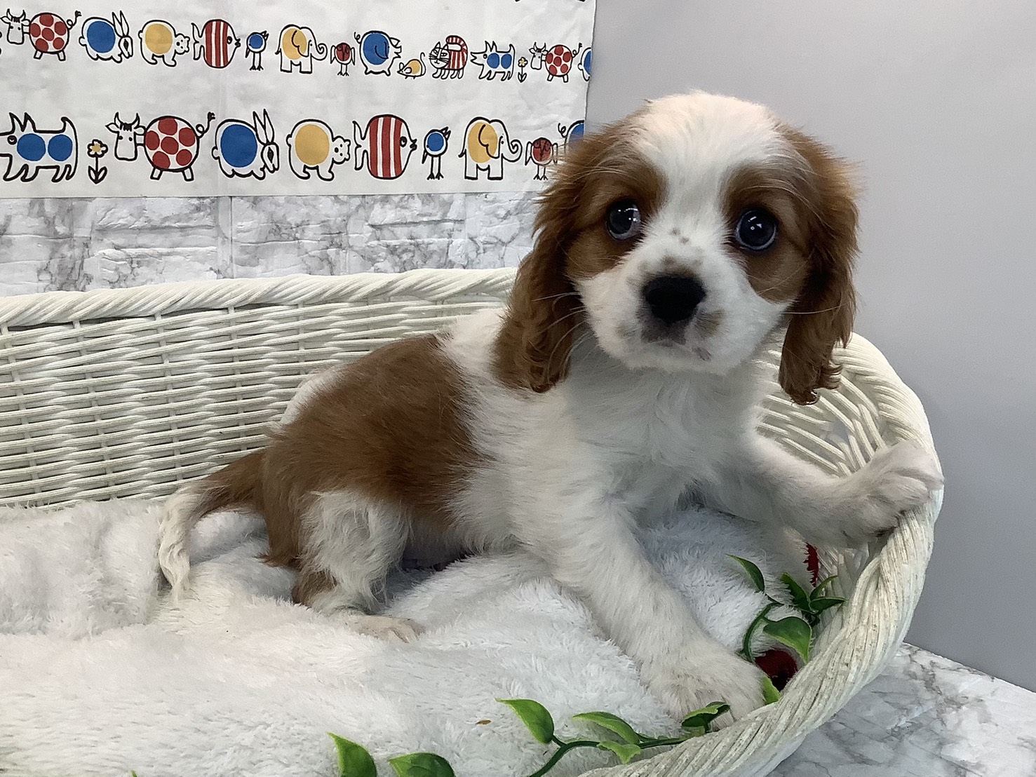 静岡県のキャバリアキングチャールズスパニエル (マルエスペットホームアシスト店/2025年10月26日生まれ/男の子/ブレンハイム)の子犬の3枚目の画像
