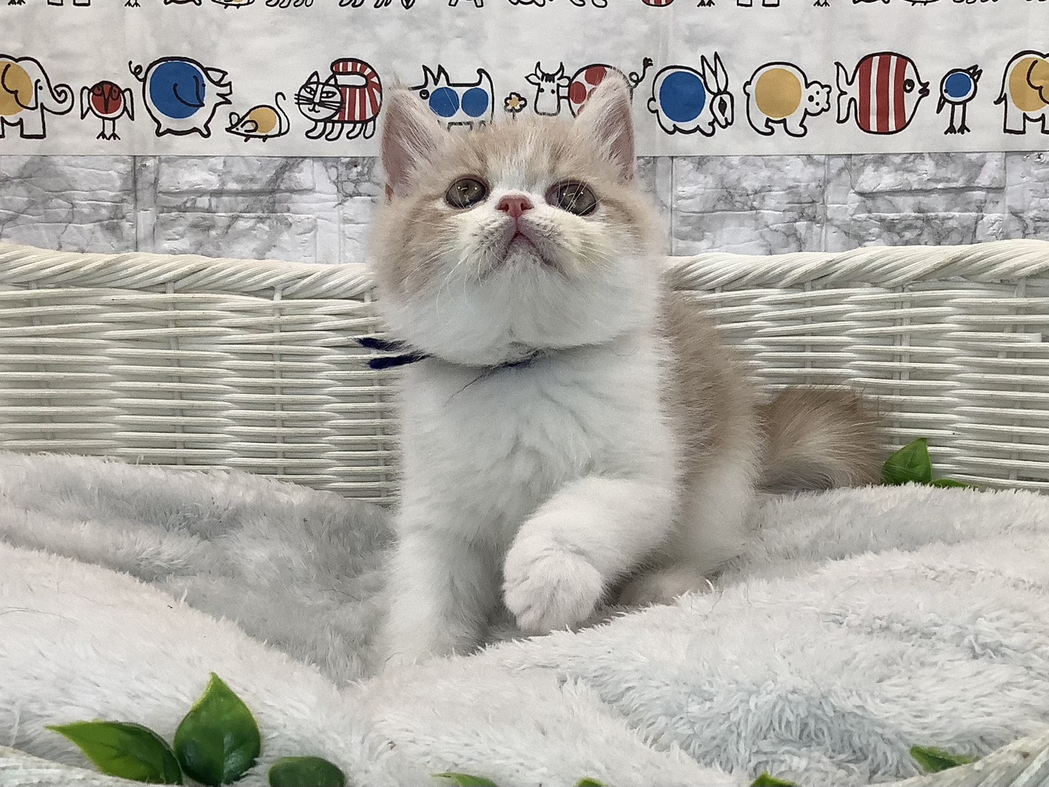 広島県のエキゾチック (マルエスペット広島段原ショッピングセンター店/2025年10月27日生まれ/男の子/クリームタビーホワイト)の子猫の1枚目の画像