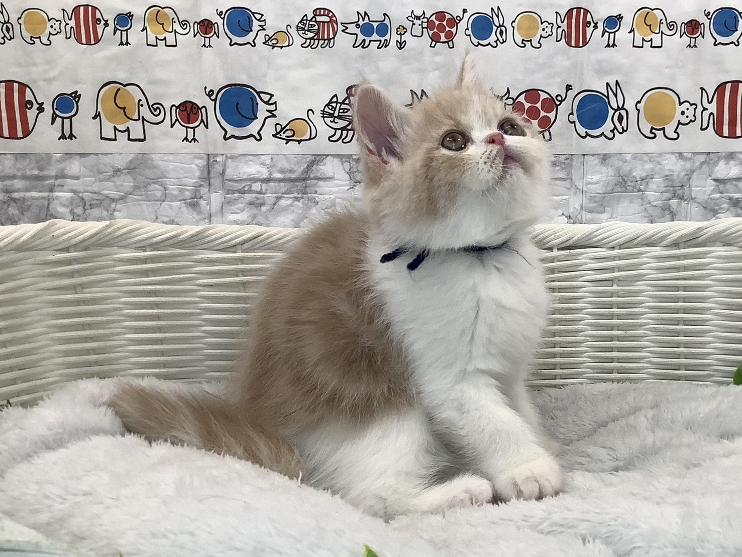 広島県のエキゾチック (マルエスペット広島段原ショッピングセンター店/2025年10月27日生まれ/男の子/クリームタビーホワイト)の子猫の3枚目の画像