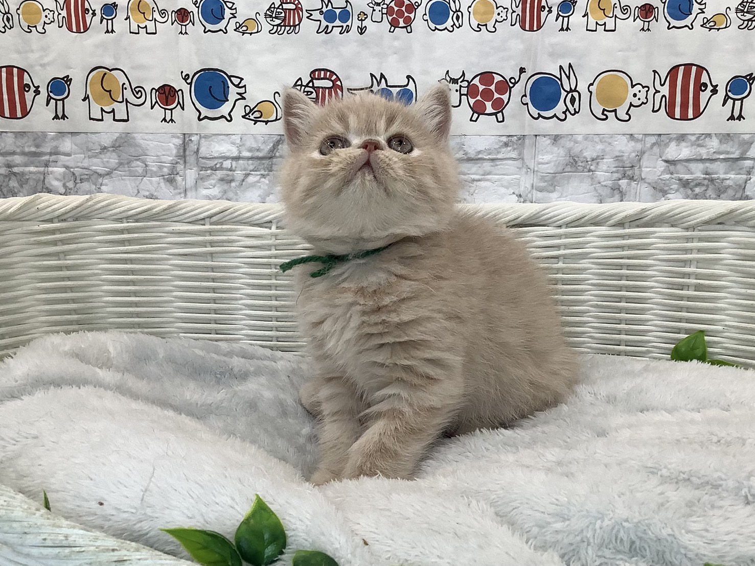 静岡県のエキゾチック (マルエスペット富士店/2025年10月27日生まれ/男の子/クリームタビー)の子猫の2枚目の画像