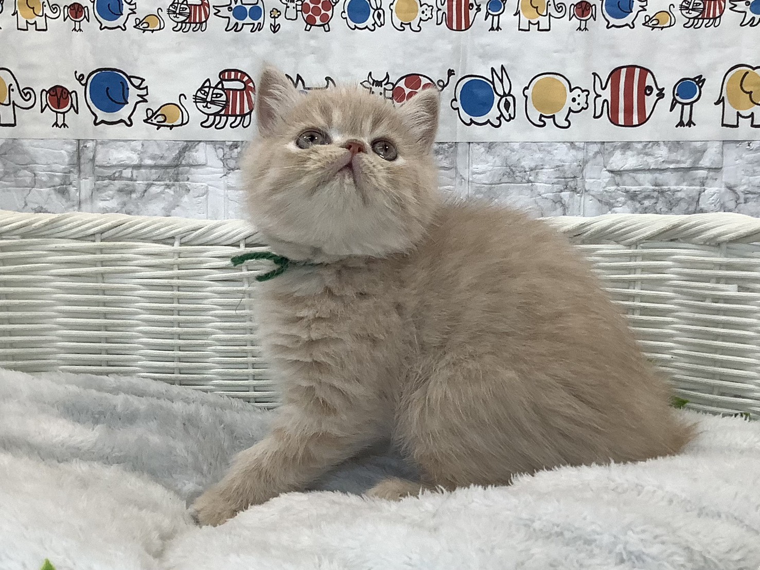 静岡県のエキゾチック (マルエスペット富士店/2025年10月27日生まれ/男の子/クリームタビー)の子猫の3枚目の画像