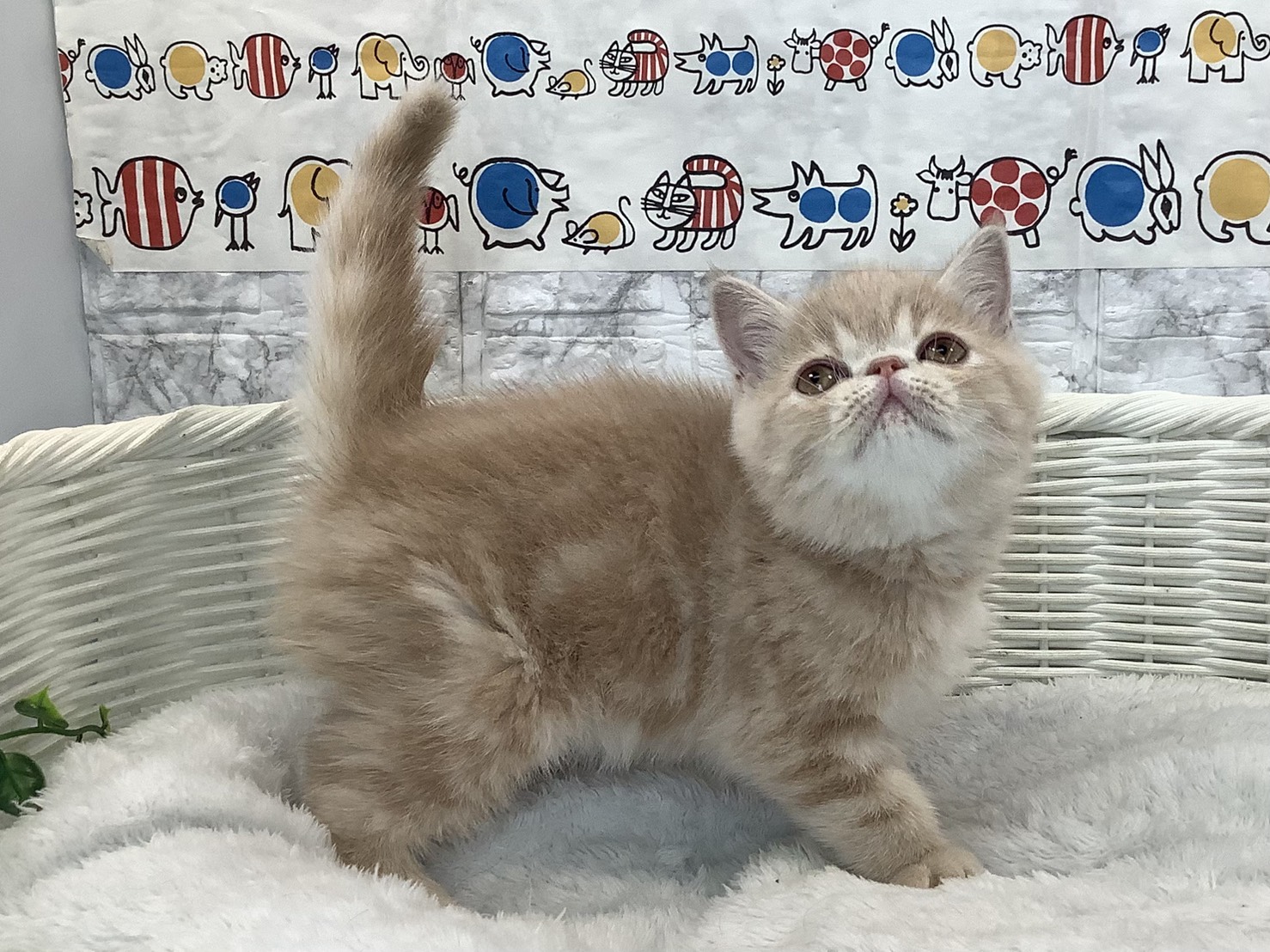 静岡県のエキゾチック (マルエスペットホームアシスト店/2025年10月27日生まれ/女の子/クリームタビー)の子猫の3枚目の画像