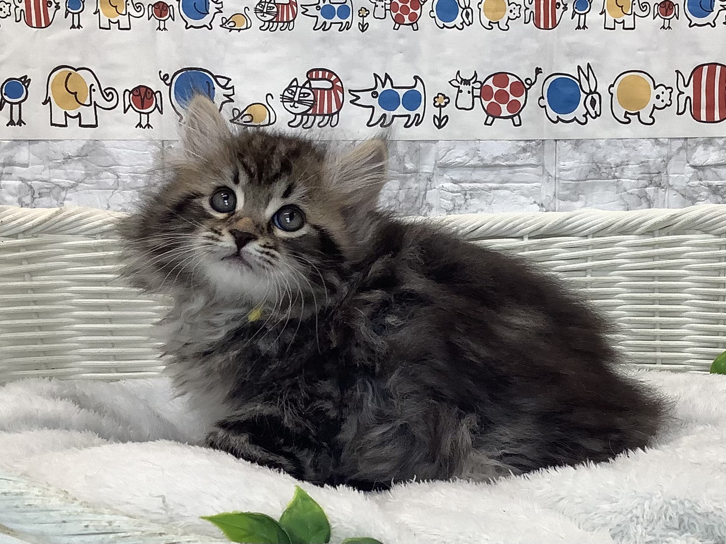 広島県のサイベリアン (マルエスペット広島段原ショッピングセンター店/2025年10月27日生まれ/男の子/シルバーマッカレルタビー)の子猫の1枚目の画像