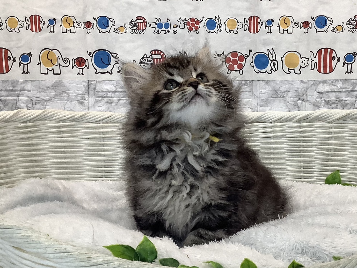 広島県のサイベリアン (マルエスペット広島段原ショッピングセンター店/2025年10月27日生まれ/男の子/シルバーマッカレルタビー)の子猫の2枚目の画像