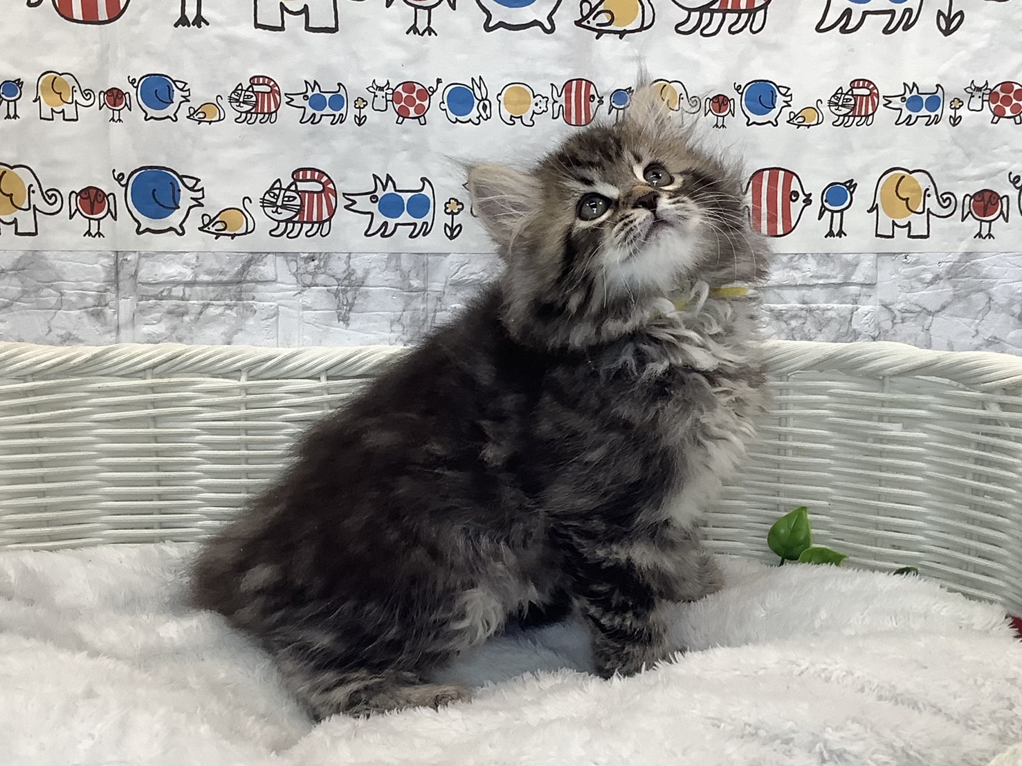 広島県のサイベリアン (マルエスペット広島段原ショッピングセンター店/2025年10月27日生まれ/男の子/シルバーマッカレルタビー)の子猫の3枚目の画像