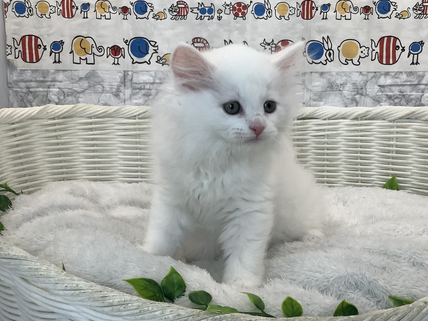 静岡県のサイベリアン (マルエスペット富士店/2025年10月27日生まれ/女の子/ホワイト)の子猫の3枚目の画像