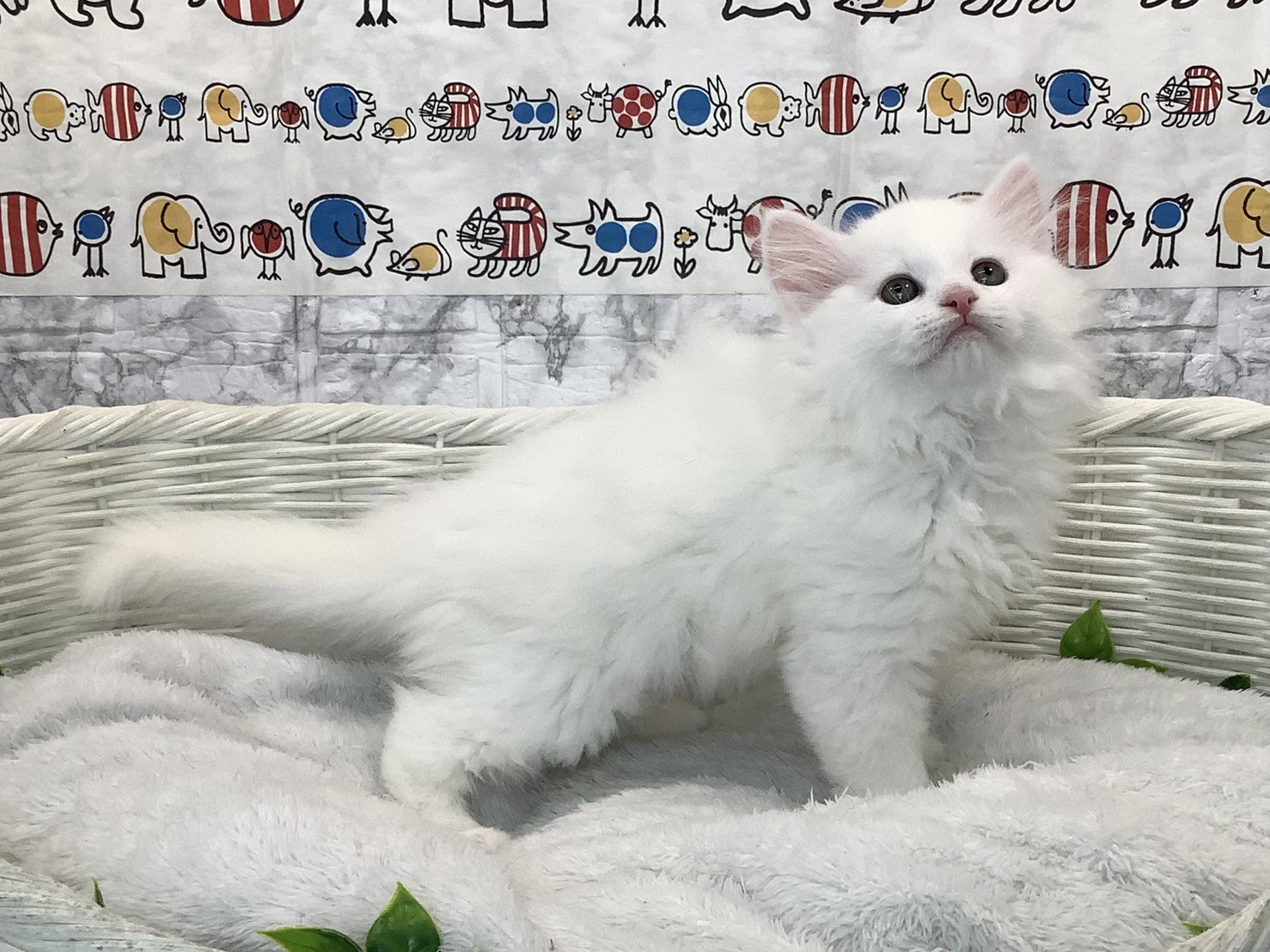 静岡県のサイベリアン (マルエスペット富士店/2025年10月27日生まれ/女の子/ホワイト)の子猫の2枚目の画像