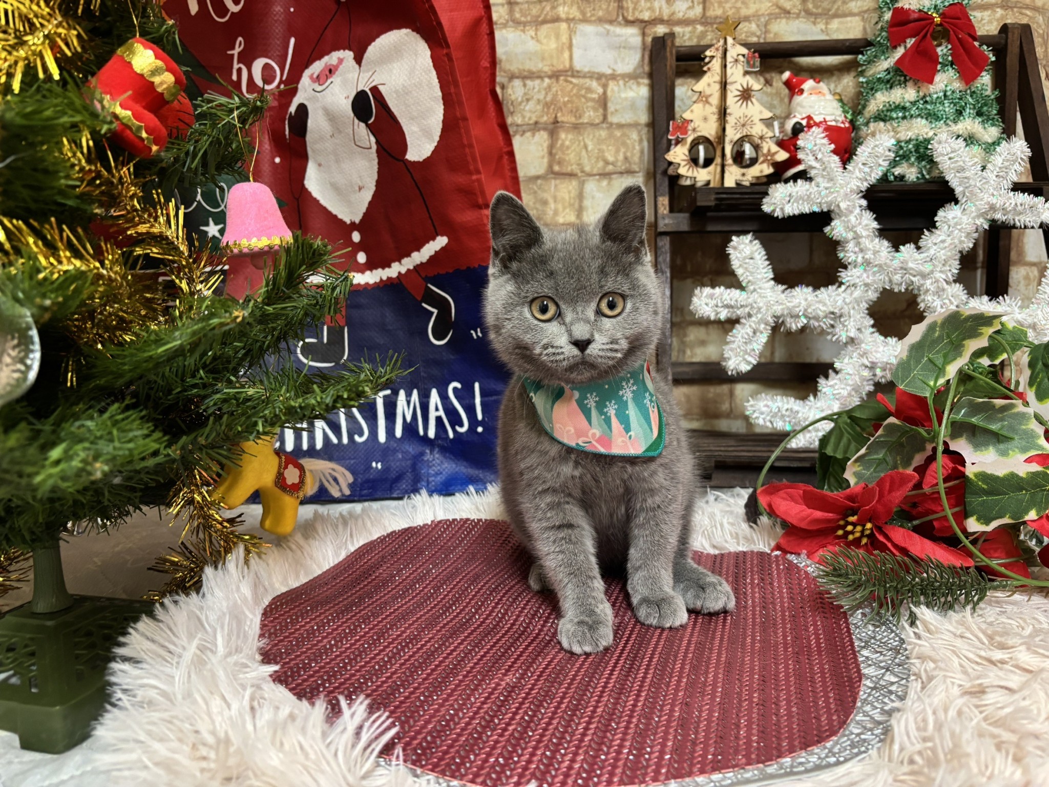 静岡県のブリティッシュショートヘアー (マルエスペット富士店/2025年9月18日生まれ/男の子/ブルー)の子猫の4枚目の画像