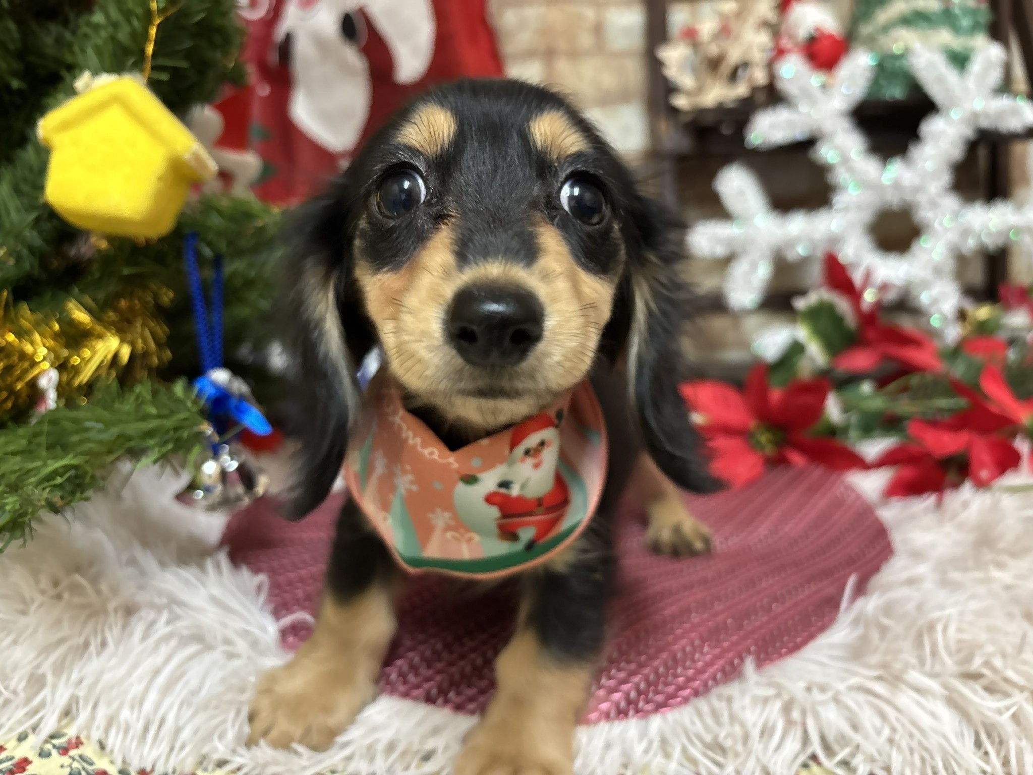 静岡県のミニチュアダックスフンド(ロング) (マルエスペット富士店/2025年10月19日生まれ/女の子/ブラックイエロー)の子犬の4枚目の画像