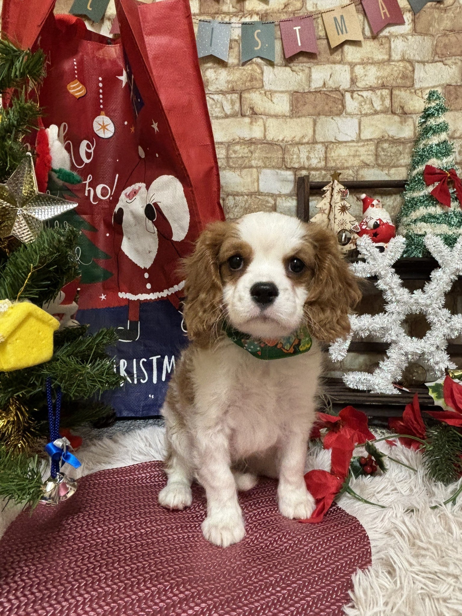静岡県のキャバリアキングチャールズスパニエル (マルエスペット富士店/2025年10月10日生まれ/男の子/ブレンハイム)の子犬の4枚目の画像