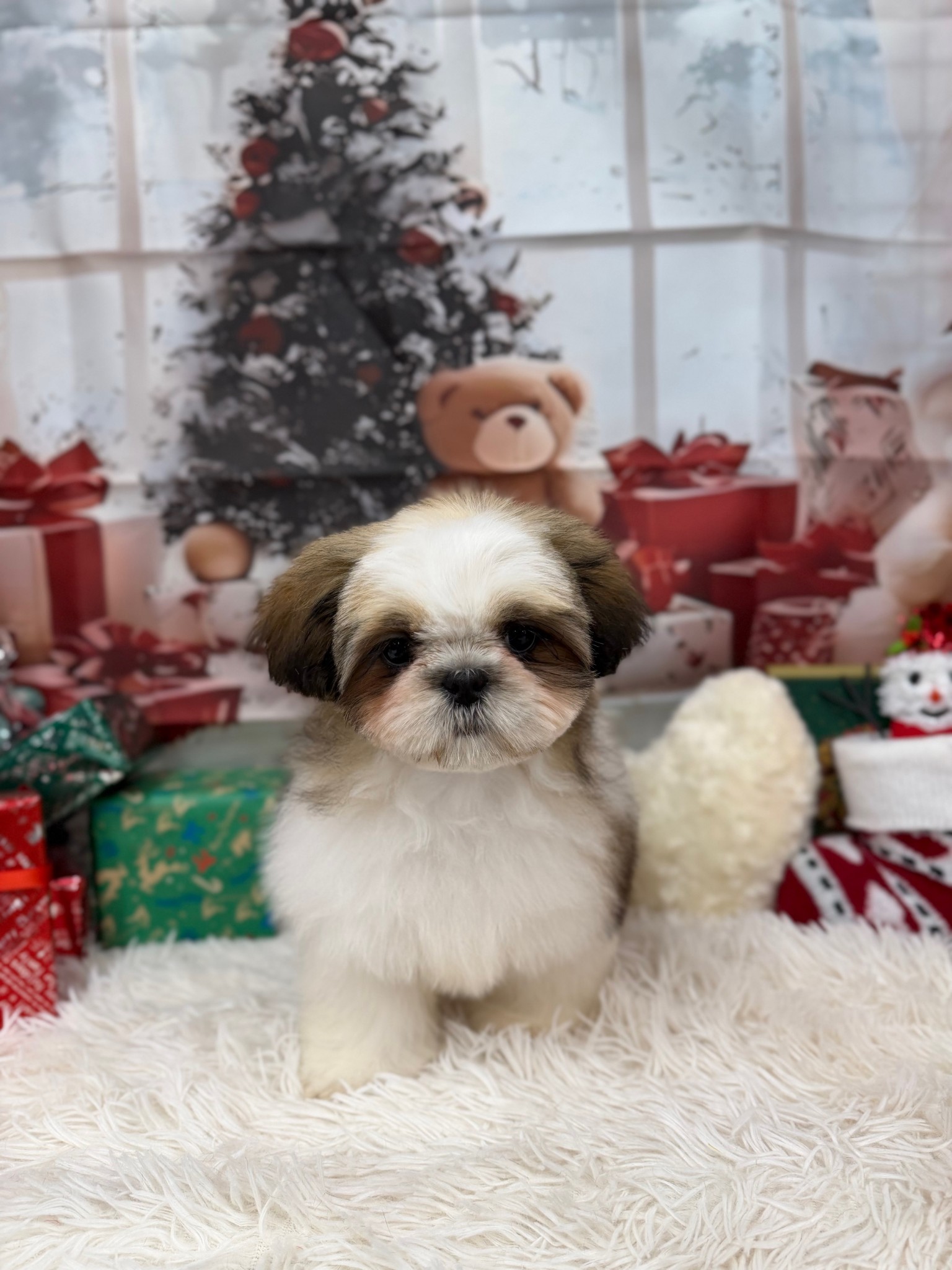 静岡県のシーズー (マルエスペット富士見台店/2025年9月5日生まれ/女の子/ゴールドホワイト)の子犬の4枚目の画像