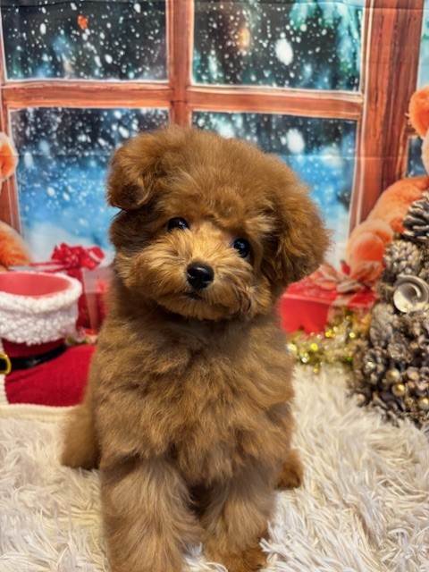 奈良県のトイプードル(トイ) (マルエスペット はんな店/2025年9月10日生まれ/男の子/アプリコット)の子犬の4枚目の画像