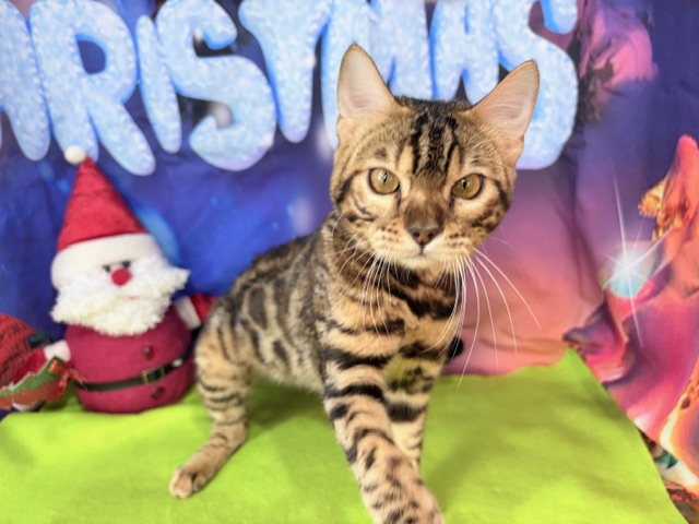 奈良県のベンガル (マルエスペット ヒルステップ生駒店/2025年5月19日生まれ/男の子/ブラウンスポットタビー)の子猫の1枚目の画像