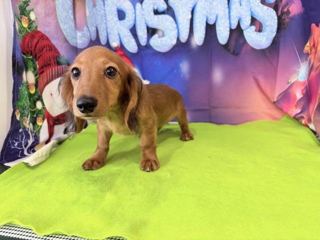 奈良県のカニンヘンダックスフンド(ロング) (マルエスペット ヒルステップ生駒店/2025年8月9日生まれ/男の子/レッド)の子犬の4枚目の画像