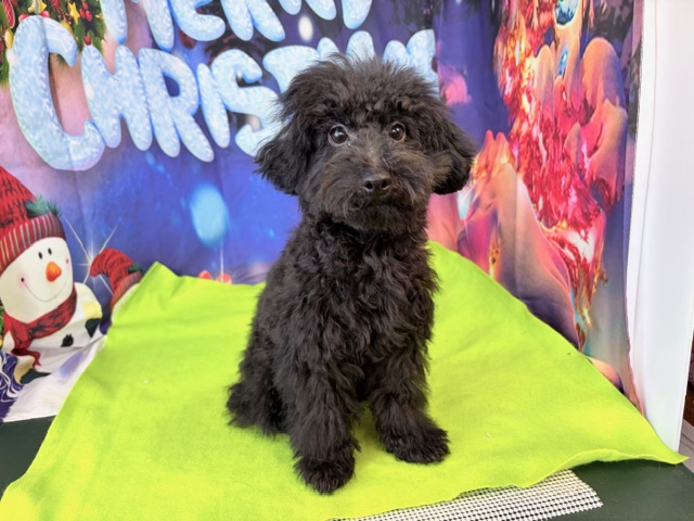 奈良県のトイプードル(トイ) (マルエスペット ヒルステップ生駒店/2025年7月13日生まれ/男の子/ブラック)の子犬の4枚目の画像