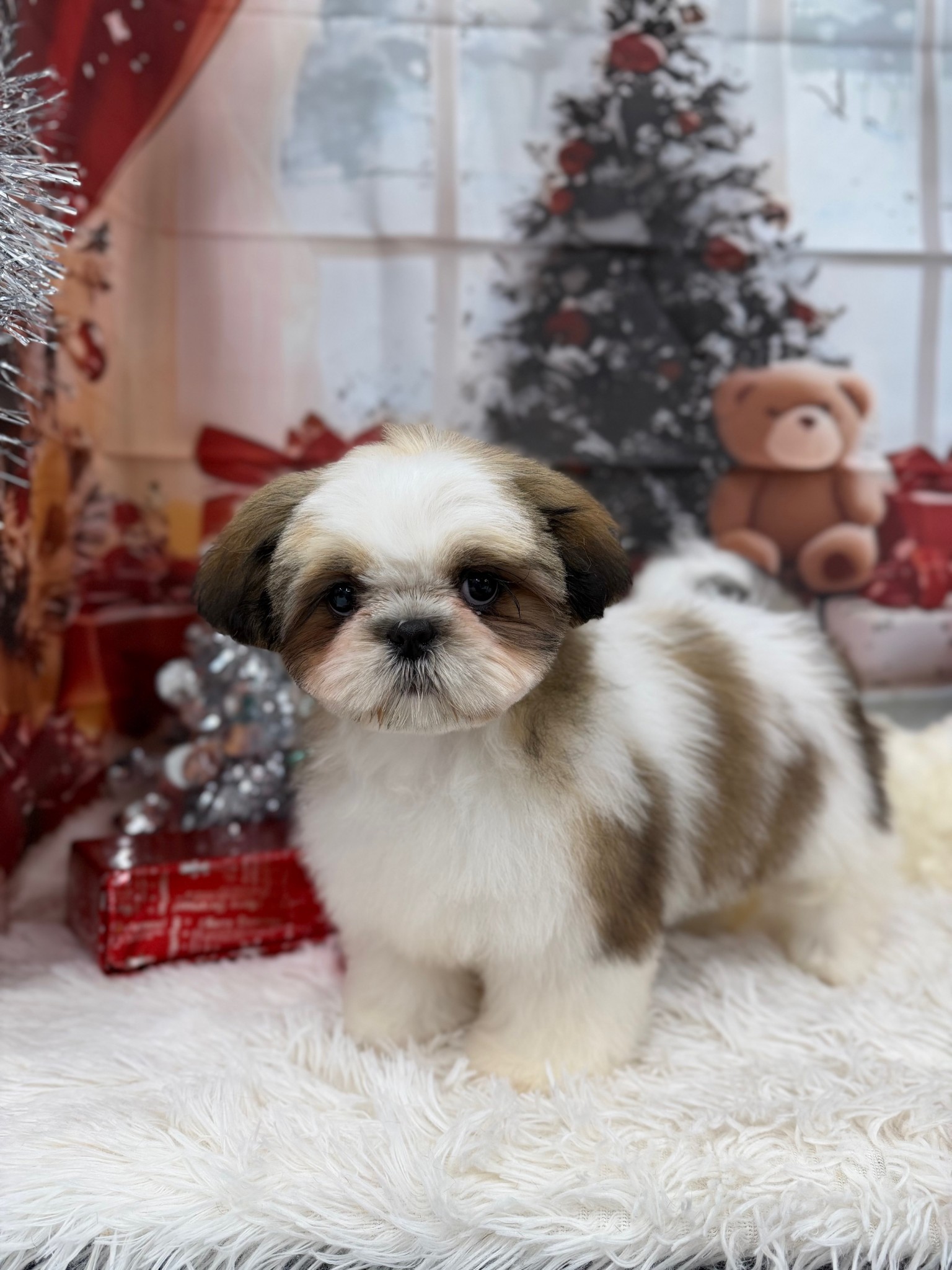 静岡県のシーズー (マルエスペット富士見台店/2025年9月5日生まれ/女の子/ゴールドホワイト)の子犬の3枚目の画像