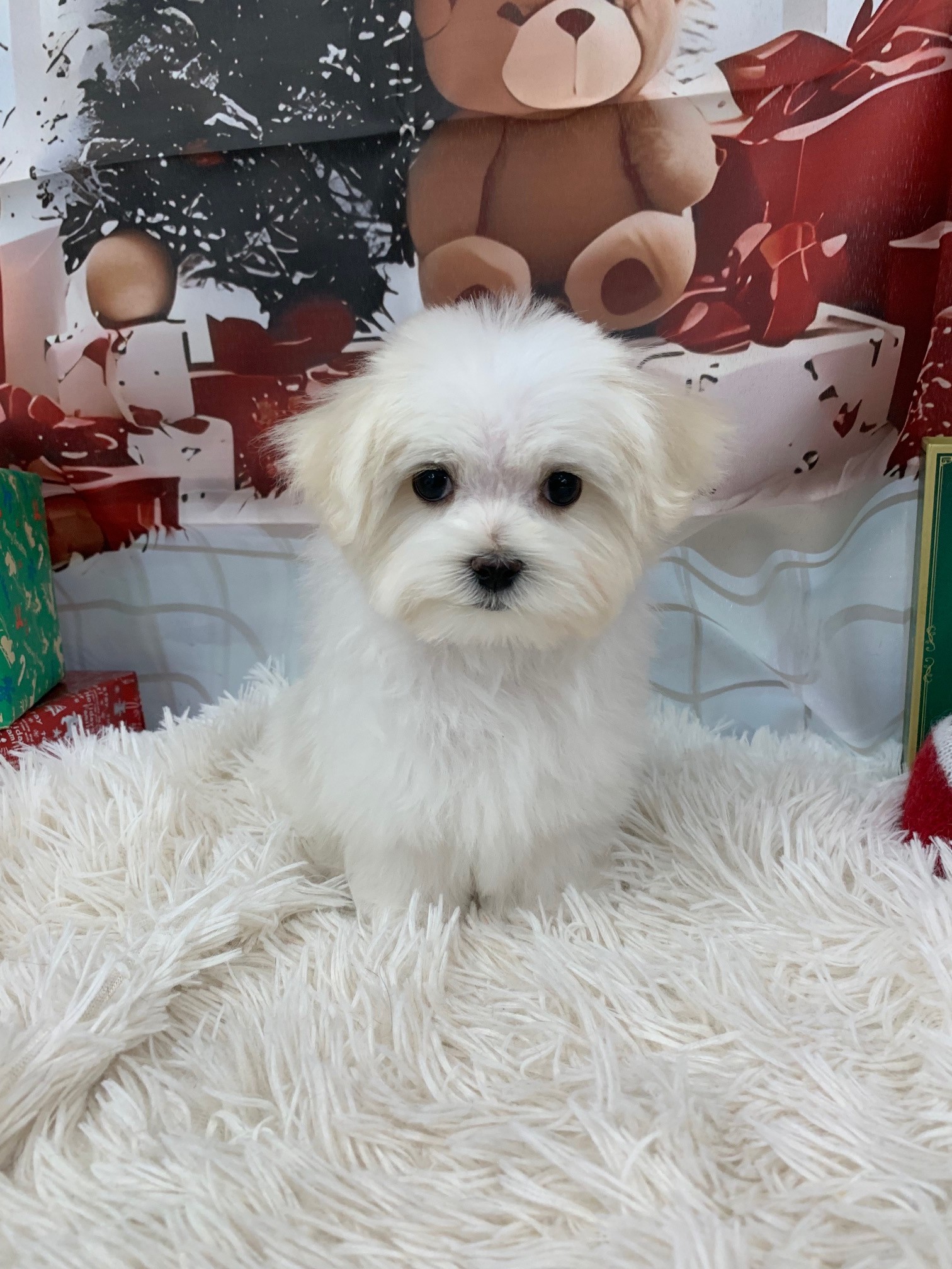 千葉県のマルチーズ (マルエスペット千鳥町店/2025年9月14日生まれ/女の子/ホワイト)の子犬の4枚目の画像