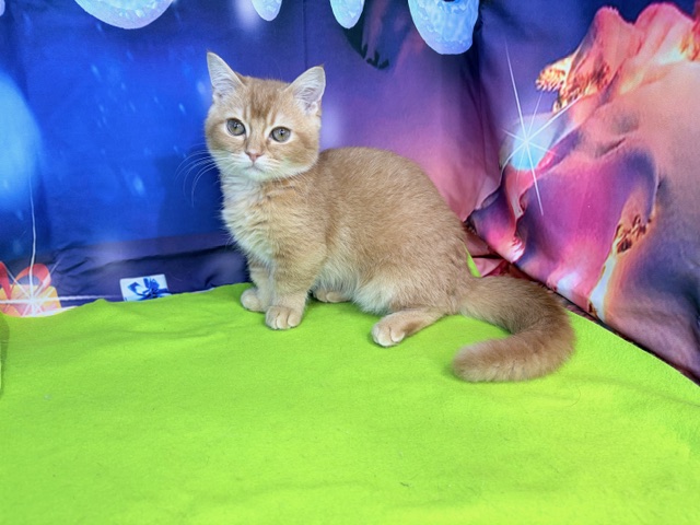 奈良県のミヌエット (マルエスペット ヒルステップ生駒店/2025年7月13日生まれ/男の子/レッドタビー)の子猫の4枚目の画像