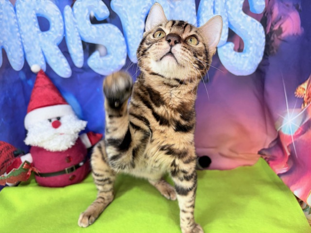 奈良県のベンガル (マルエスペット ヒルステップ生駒店/2025年5月19日生まれ/男の子/ブラウンスポットタビー)の子猫の2枚目の画像