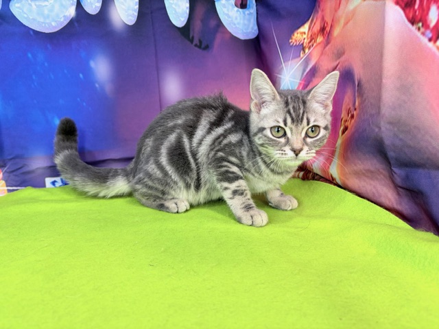 奈良県のアメリカンショートヘアー (マルエスペット ヒルステップ生駒店/2025年8月5日生まれ/女の子/シルバーパッチドタビー)の子猫の4枚目の画像