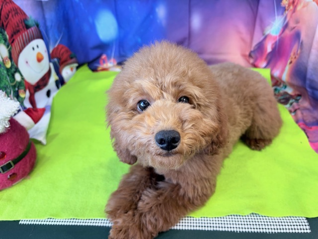 奈良県のトイプードル(トイ) (マルエスペット ヒルステップ生駒店/2025年8月2日生まれ/女の子/レッドフォーン)の子犬の4枚目の画像