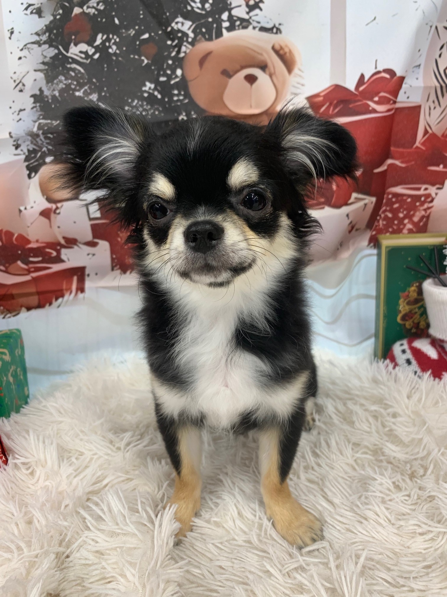 静岡県のチワワ(ロング) (マルエスペット富士見台店/2025年7月8日生まれ/男の子/ブラッククリームホワイト)の子犬の4枚目の画像