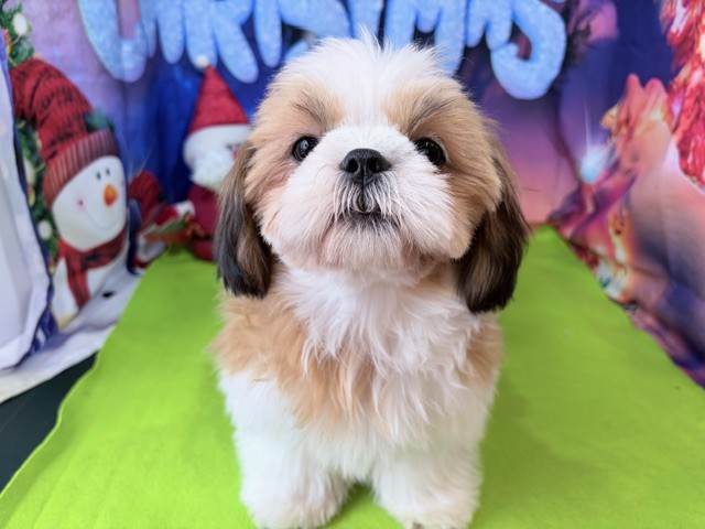 奈良県のシーズー (マルエスペット ヒルステップ生駒店/2025年7月13日生まれ/女の子/ホワイトゴールド)の子犬の4枚目の画像