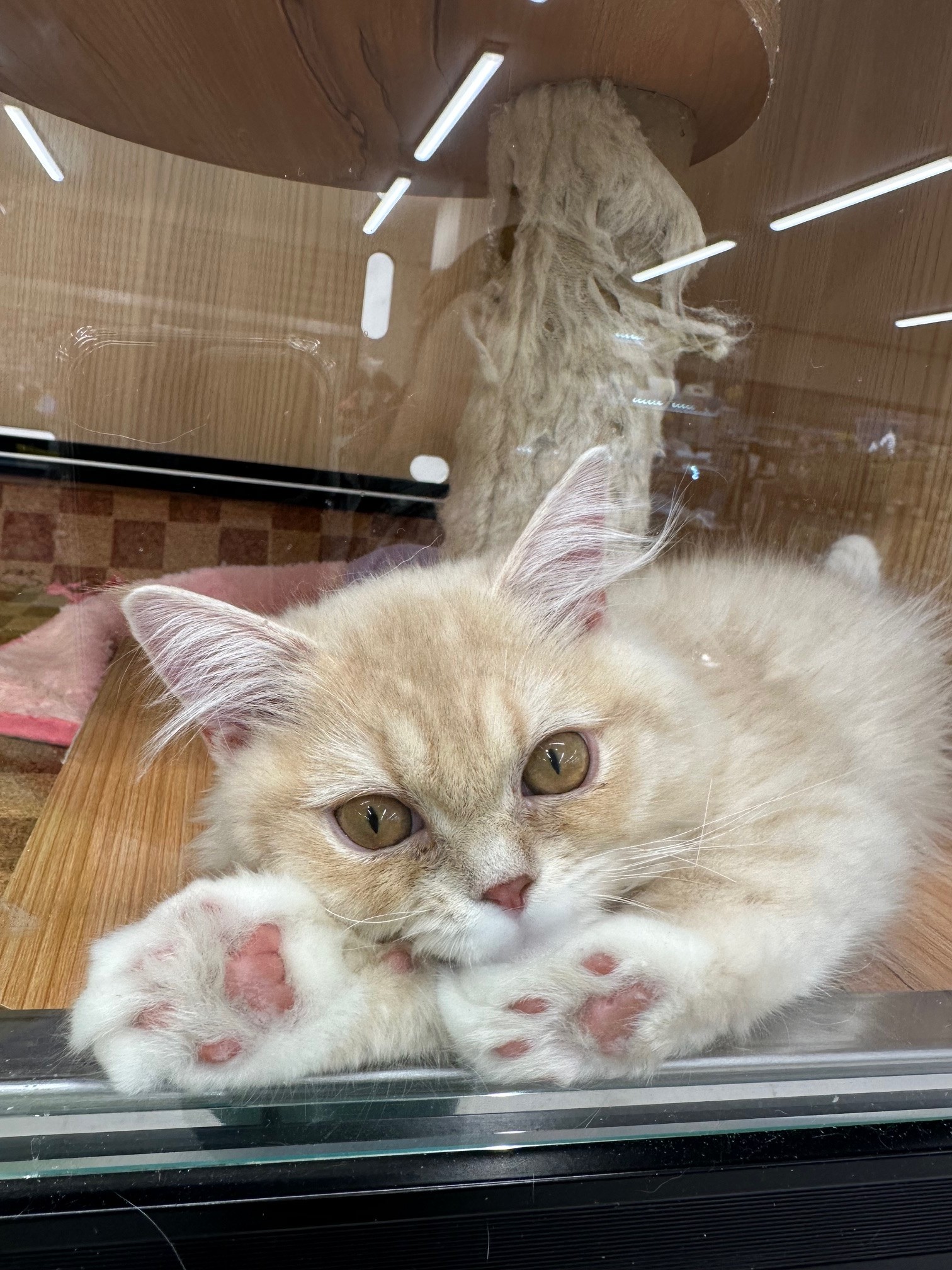 静岡県のラガマフィン (マルエスペット富士見台店/2025年8月1日生まれ/男の子/クリームタビーホワイト)の子猫の4枚目の画像