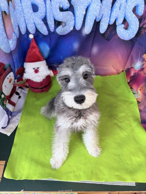 奈良県のミニチュアシュナウザー (マルエスペット ヒルステップ生駒店/2025年8月1日生まれ/男の子/ソルトペッパー)の子犬の4枚目の画像