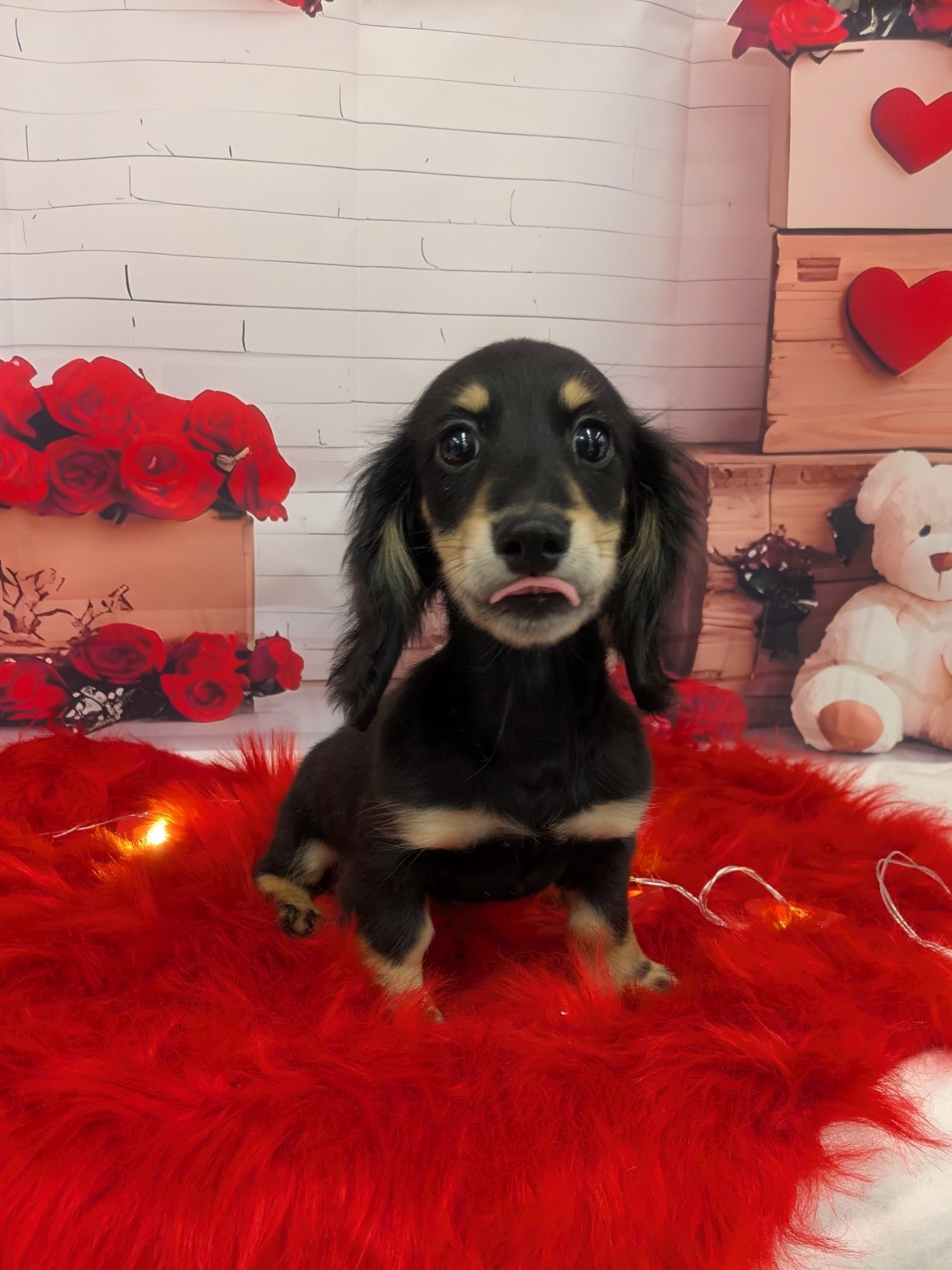 静岡県のミニチュアダックスフンド(ロング) (マルエスペット富士見台店/2025年10月9日生まれ/男の子/ブラックイエロー)の子犬の4枚目の画像