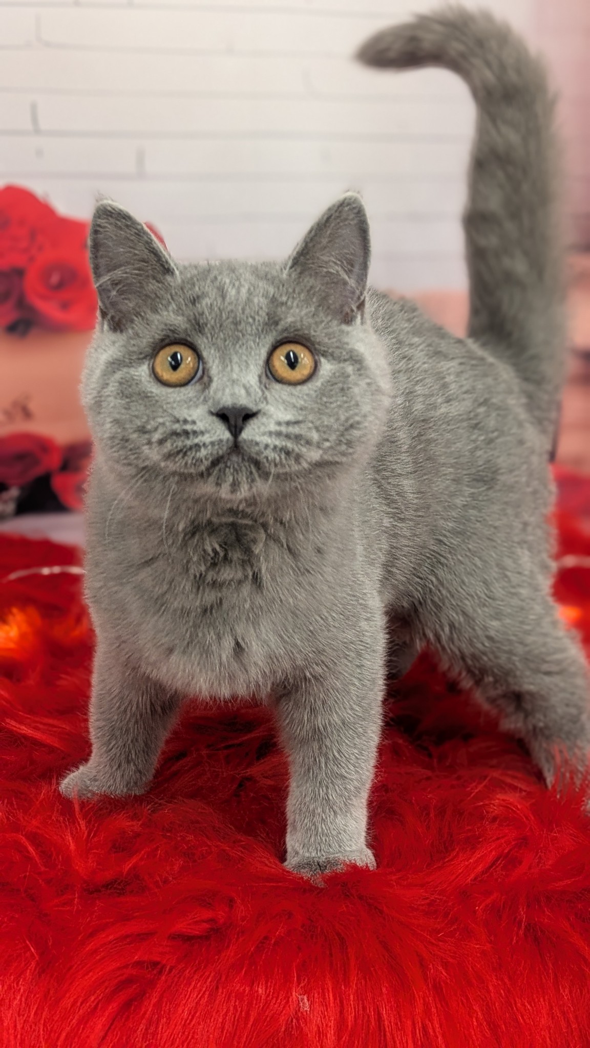 静岡県のブリティッシュショートヘアー (マルエスペット富士見台店/2025年9月14日生まれ/男の子/ブルー)の子猫の4枚目の画像