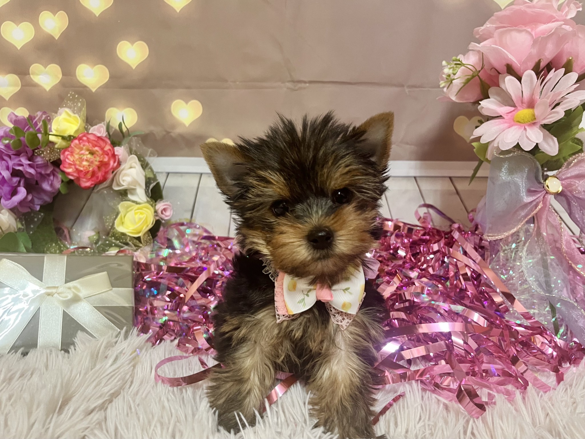 静岡県のヨークシャーテリア (マルエスペット富士店/2025年11月7日生まれ/女の子/スチールブルータン)の子犬の4枚目の画像