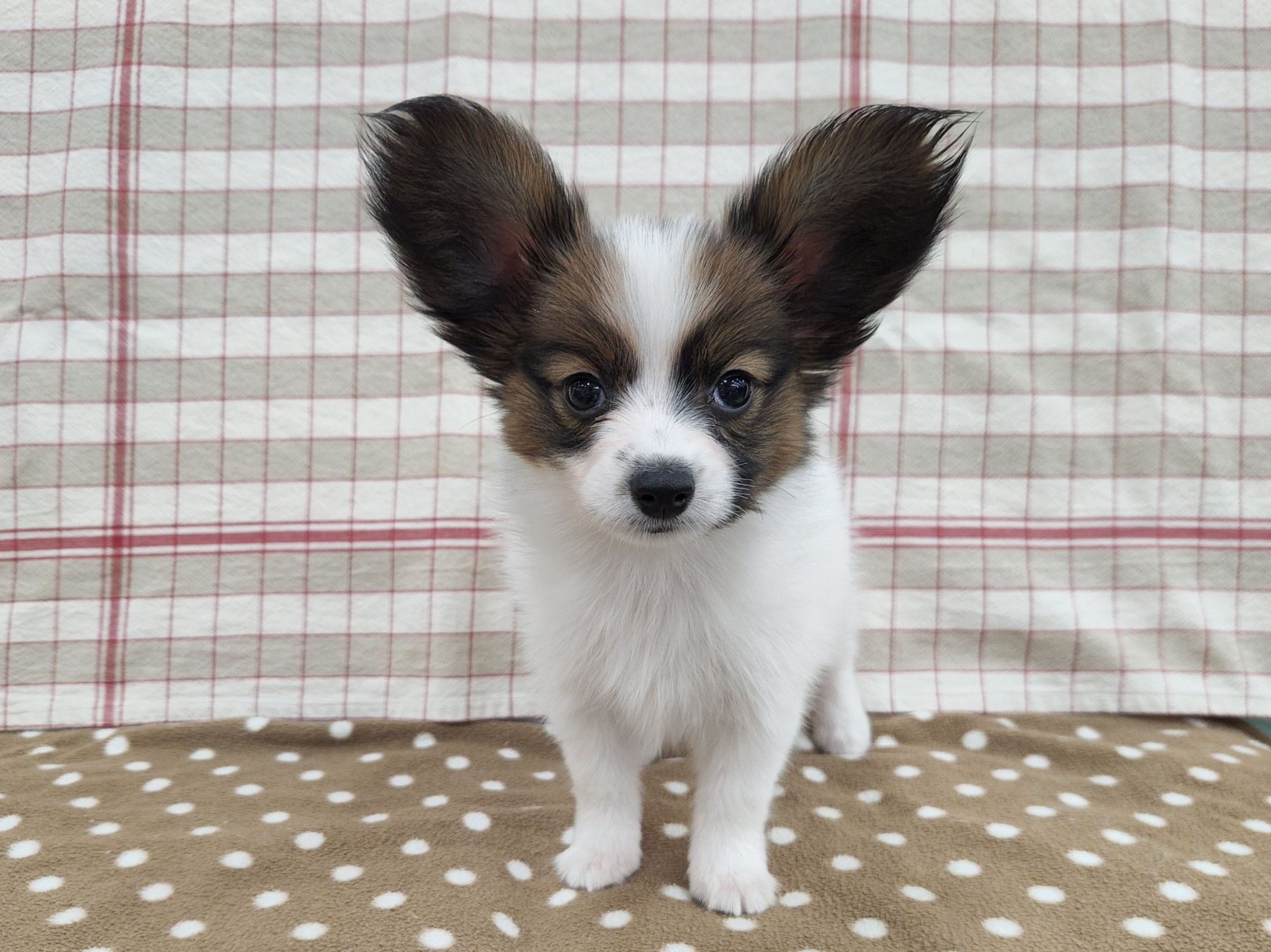 奈良県のパピヨン (マルエスペット いかるが店/2025年10月26日生まれ/女の子/ホワイトセーブル)の子犬の4枚目の画像