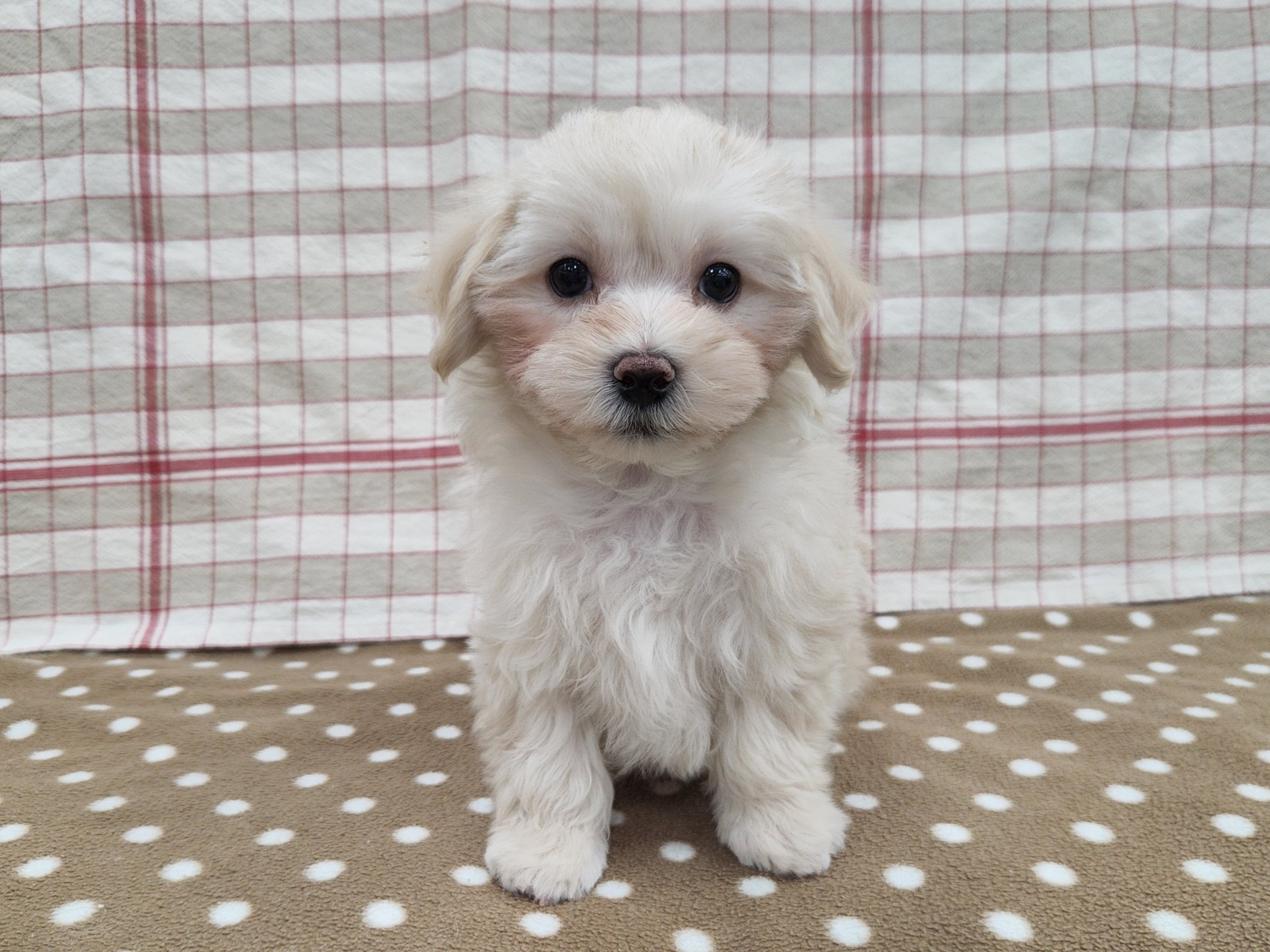 奈良県のマルプー(マルチーズ×プードル) (マルエスペット いかるが店/2025年10月25日生まれ/男の子/クリーム)の子犬の1枚目の画像