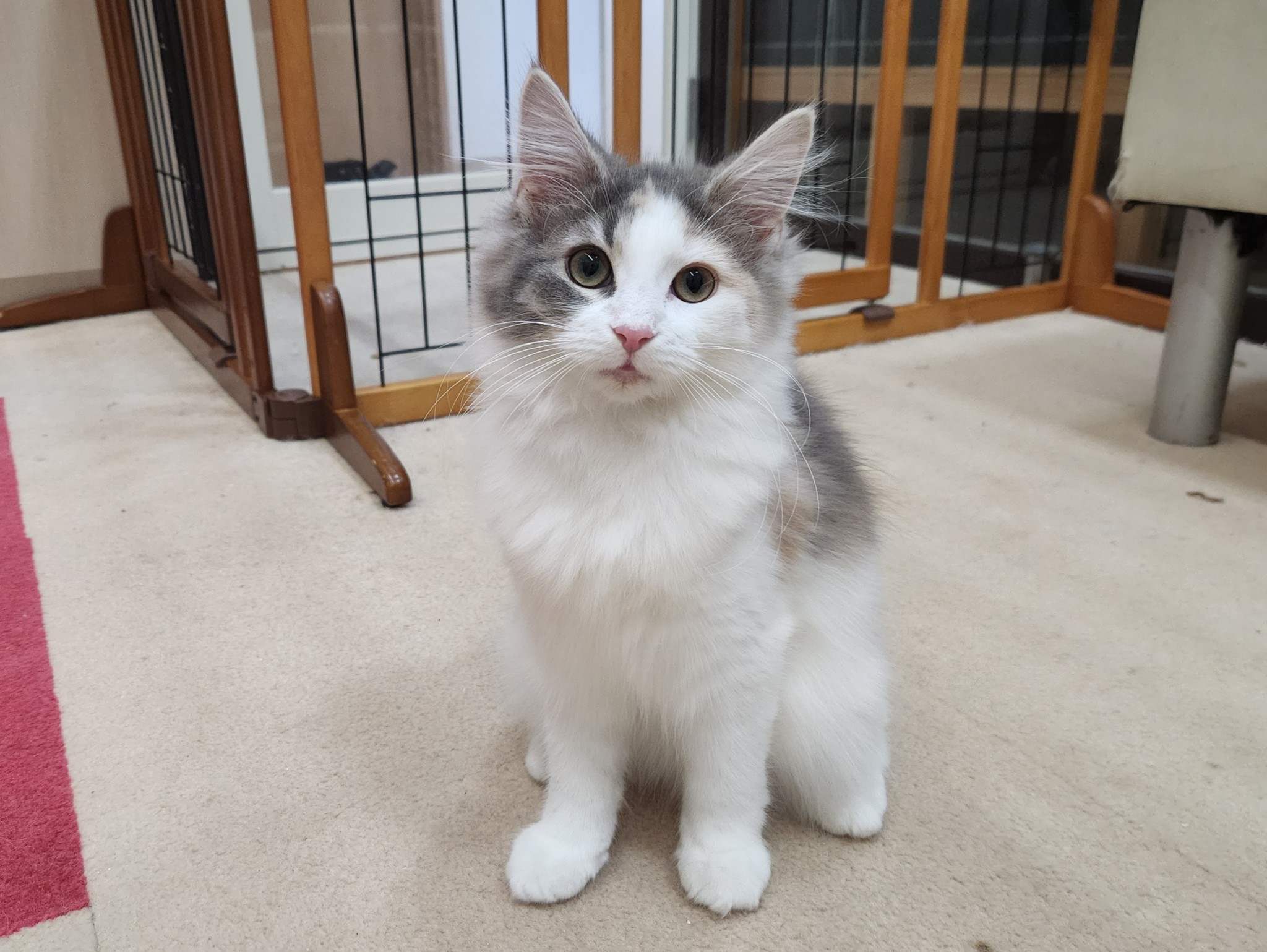 奈良県のノルウェージャンフォレストキャット (マルエスペット いかるが店/2025年8月29日生まれ/女の子/ブルーパッチドタビーホワイト)の子猫の4枚目の画像