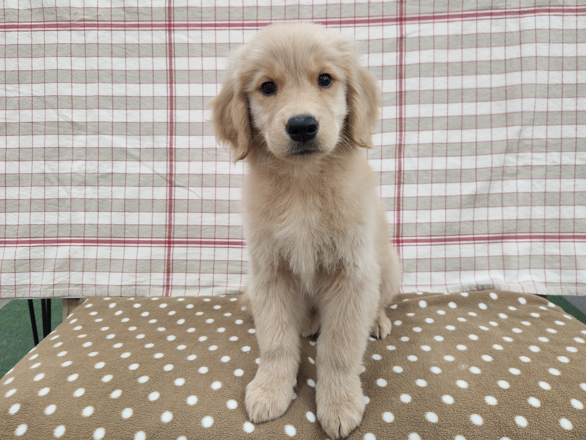 奈良県のゴールデンレトリバー (マルエスペット いかるが店/2025年11月3日生まれ/男の子/ゴールデン)の子犬の4枚目の画像