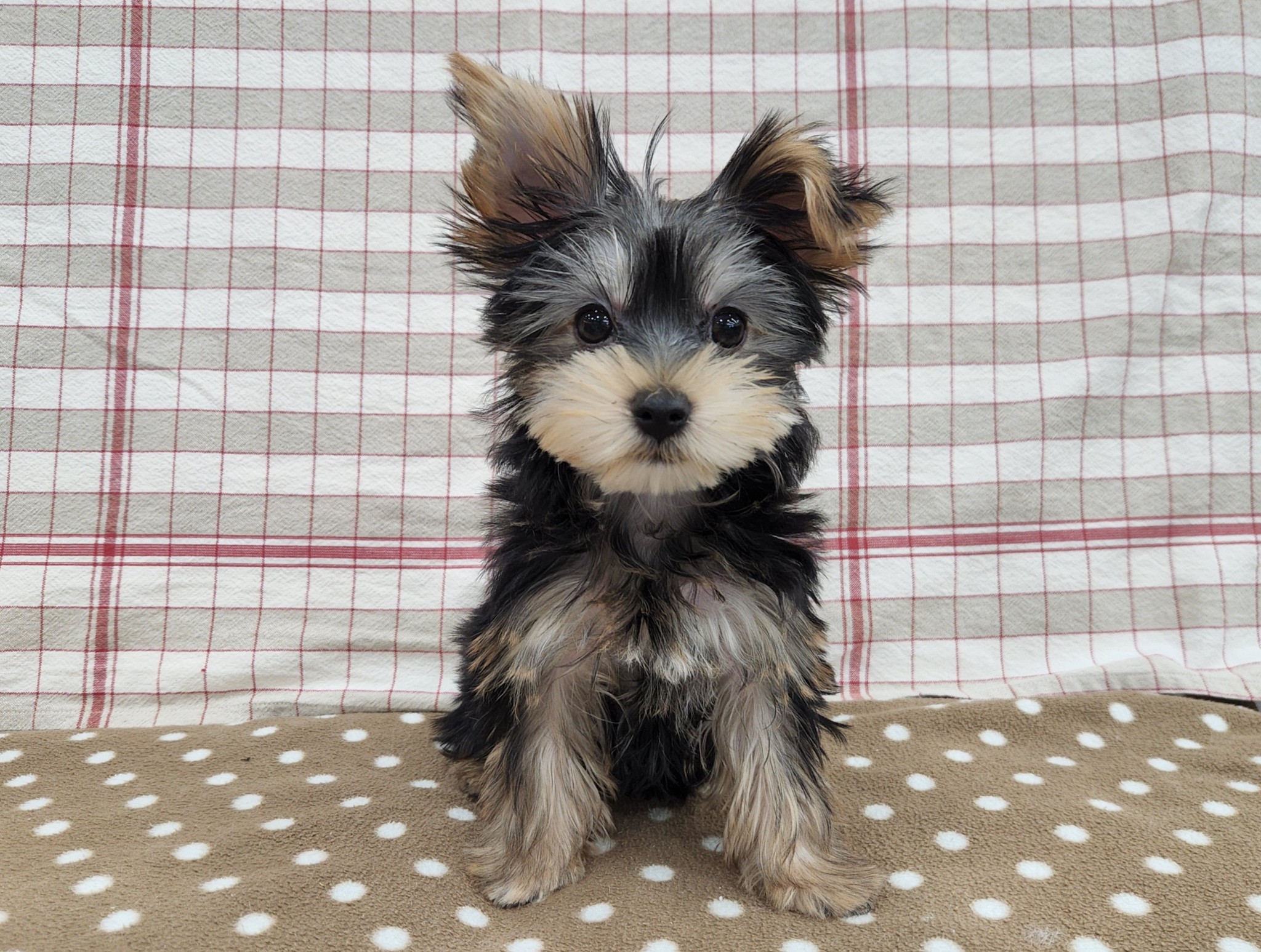 奈良県のヨークシャーテリア (マルエスペット いかるが店/2025年10月17日生まれ/男の子/スチールブルータン)の子犬の4枚目の画像