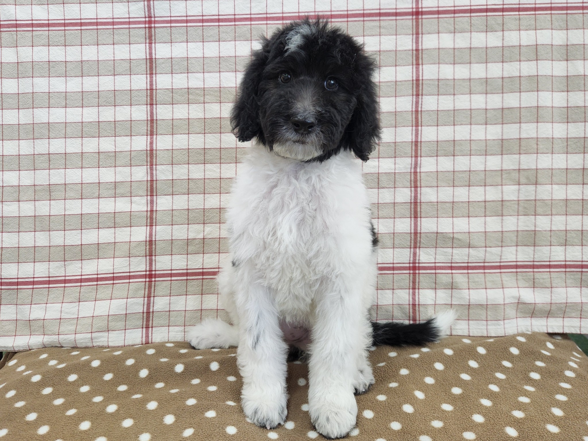 奈良県のスタンダードプードル (マルエスペット いかるが店/2025年11月6日生まれ/女の子/ブラックホワイト)の子犬の1枚目の画像