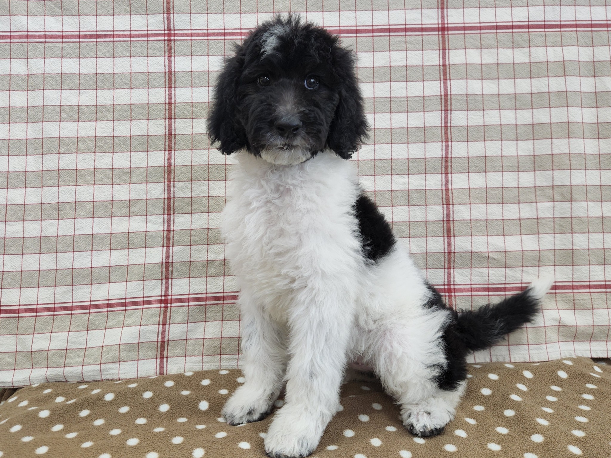 奈良県のスタンダードプードル (マルエスペット いかるが店/2025年11月6日生まれ/女の子/ブラックホワイト)の子犬の2枚目の画像