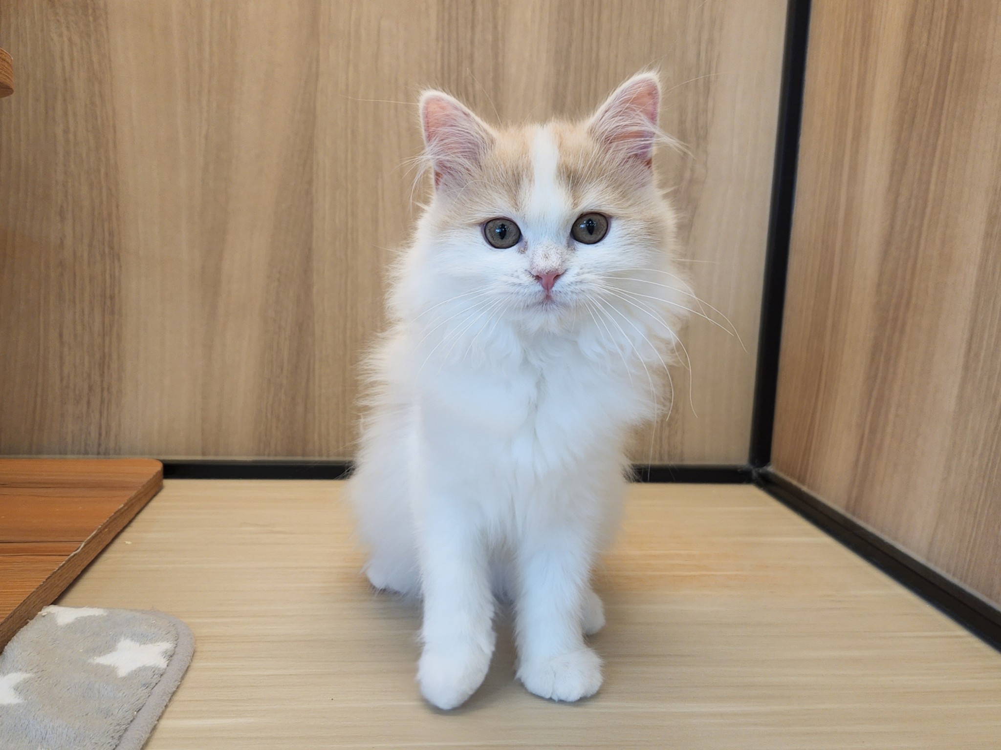 奈良県のマンチカン (マルエスペット いかるが店/2025年9月28日生まれ/女の子/クリームタビーホワイト)の子猫の4枚目の画像