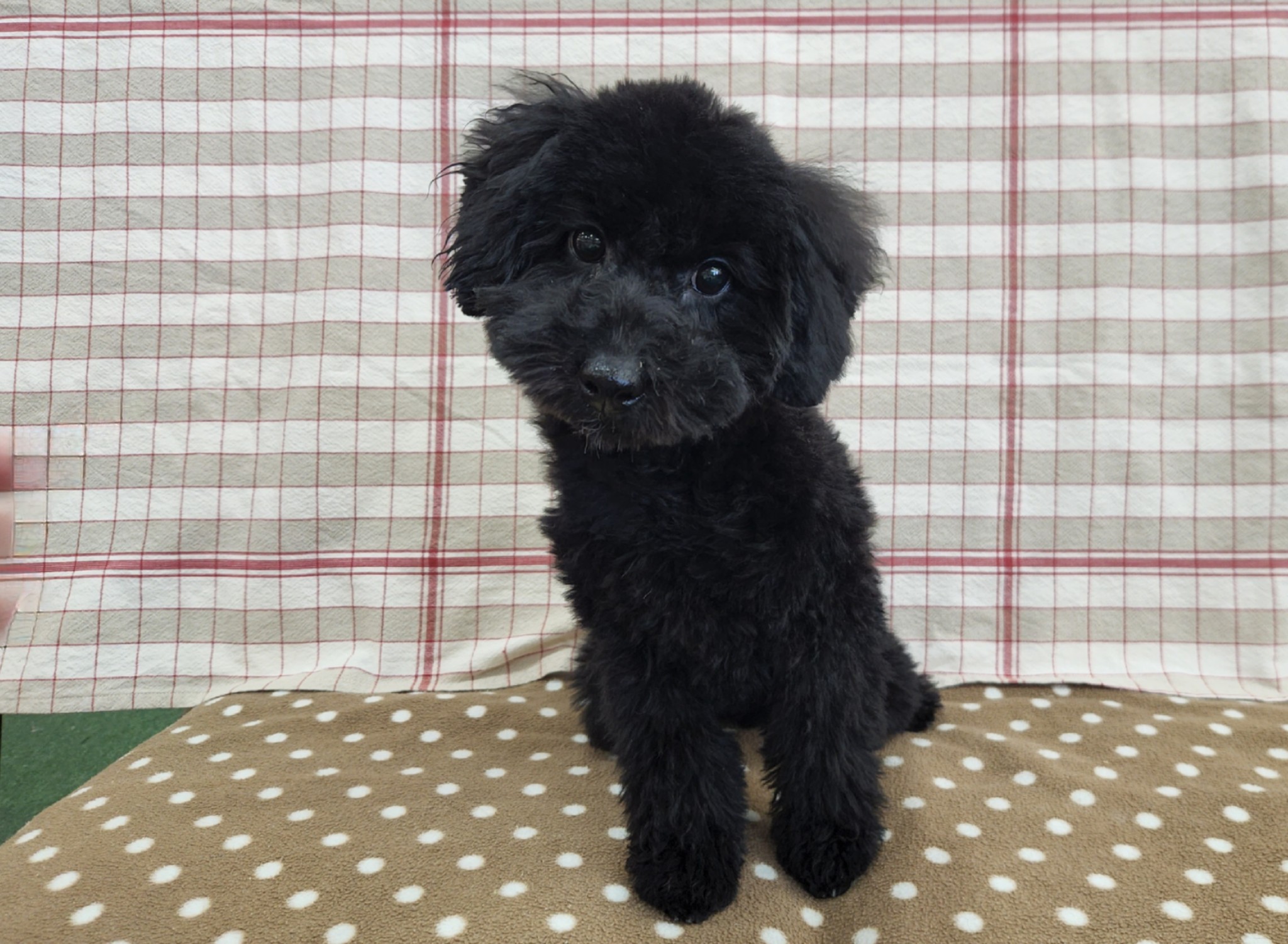 奈良県のトイプードル(トイ) (マルエスペット 富雄店/2025年9月22日生まれ/女の子/ブラック)の子犬の4枚目の画像