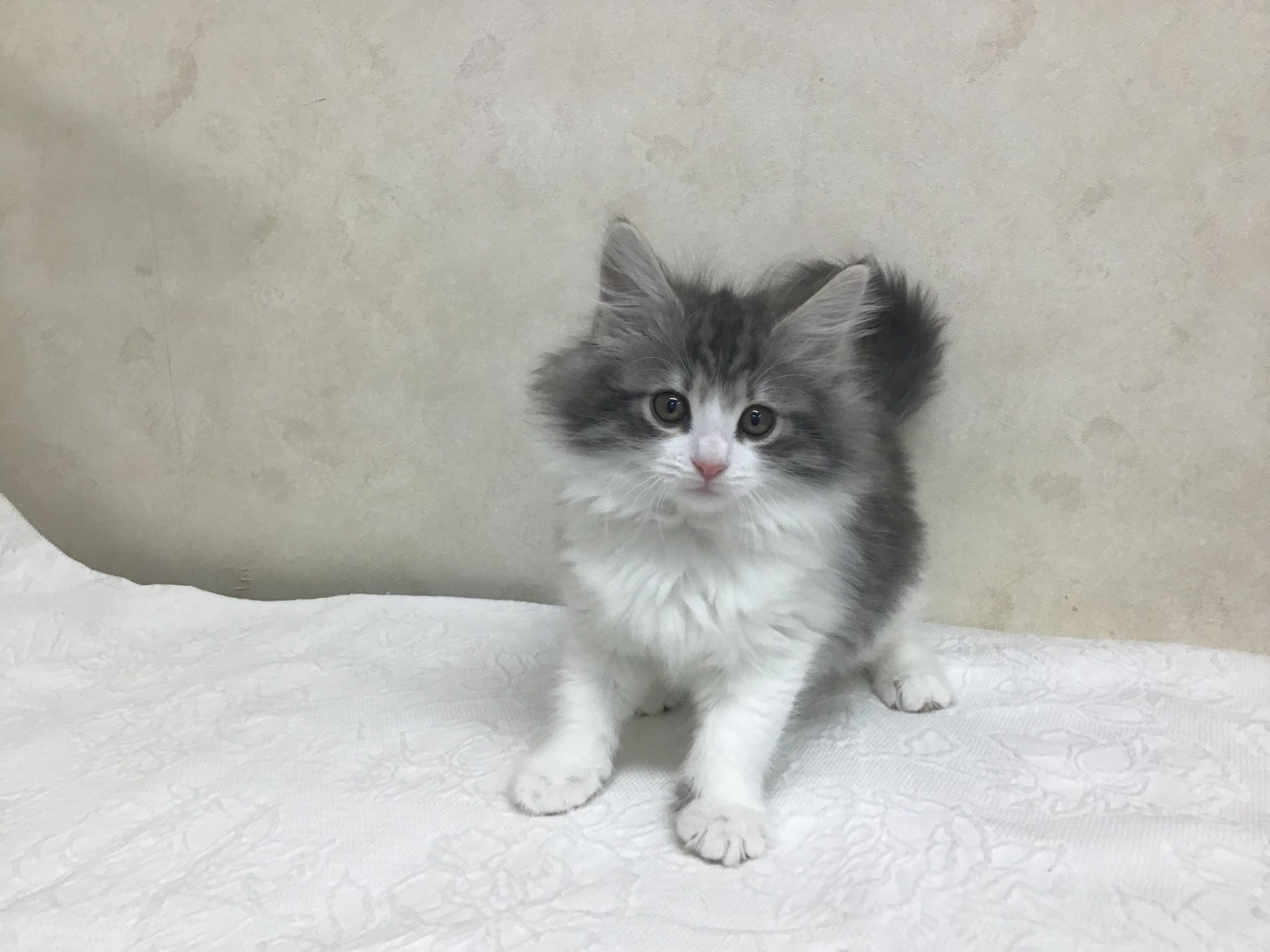 神奈川県のノルウェージャンフォレストキャット (マルエスペット湯河原店/2025年11月9日生まれ/女の子/ブルーパッチドタビーホワイト)の子猫の1枚目の画像