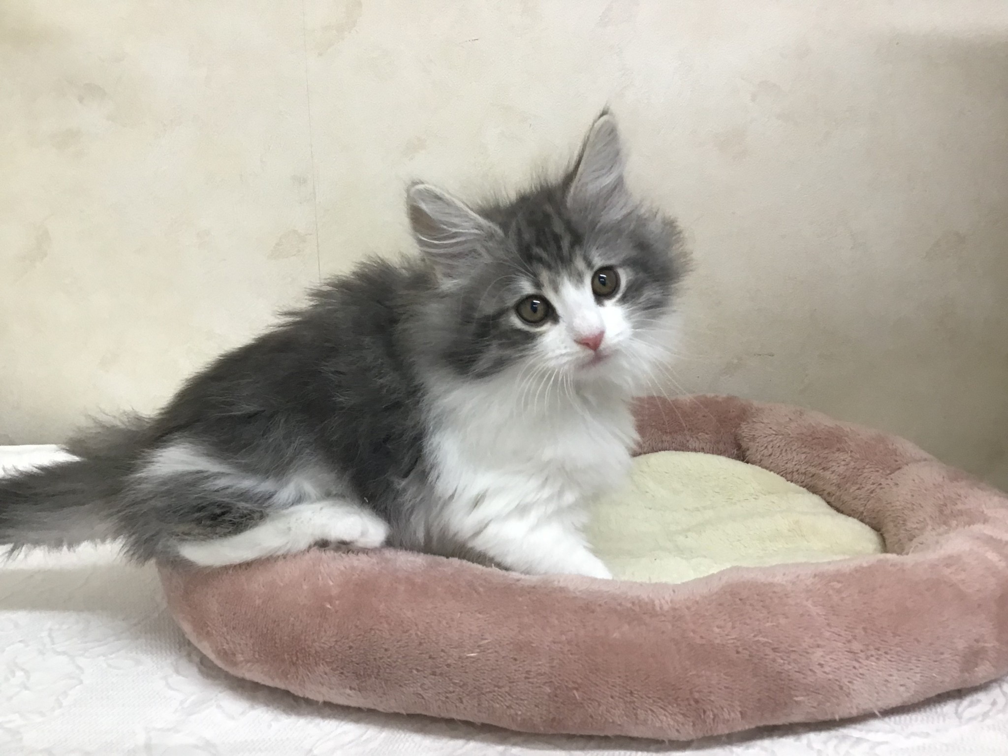 神奈川県のノルウェージャンフォレストキャット (マルエスペット湯河原店/2025年11月9日生まれ/女の子/ブルーパッチドタビーホワイト)の子猫の2枚目の画像