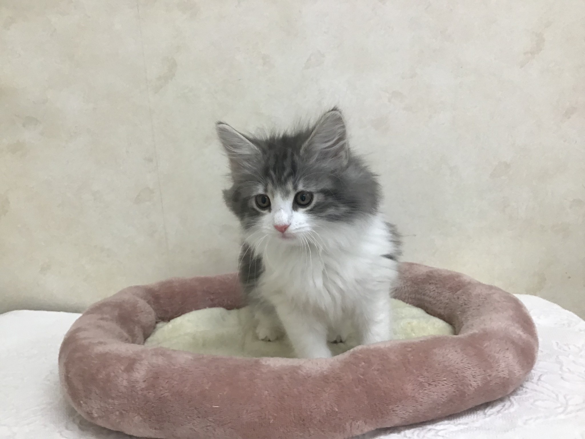 神奈川県のノルウェージャンフォレストキャット (マルエスペット湯河原店/2025年11月9日生まれ/女の子/ブルーパッチドタビーホワイト)の子猫の3枚目の画像