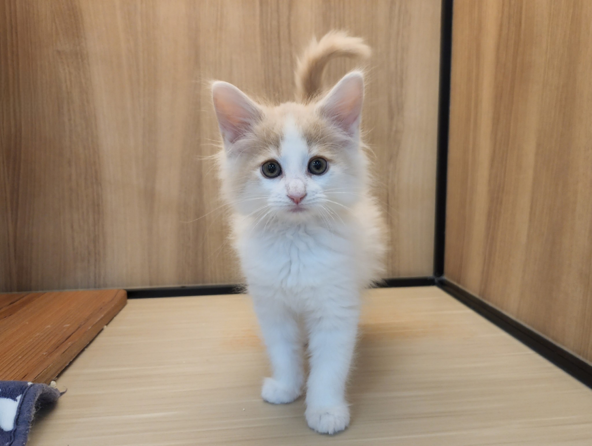 奈良県のノルウェージャンフォレストキャット (マルエスペット いかるが店/2025年11月16日生まれ/男の子/クリームホワイト)の子猫の4枚目の画像