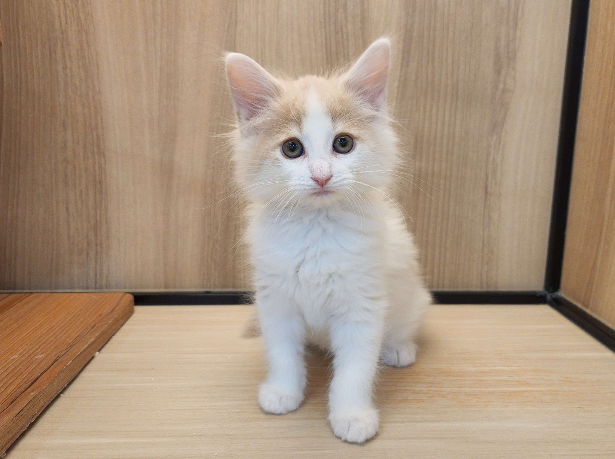 奈良県のノルウェージャンフォレストキャット (マルエスペット いかるが店/2025年11月16日生まれ/男の子/クリームホワイト)の子猫の1枚目の画像