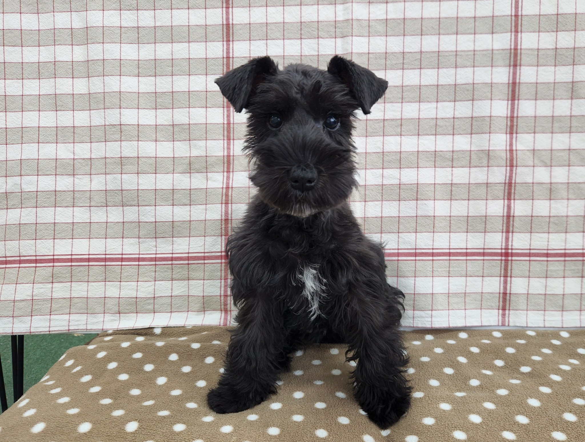 奈良県のミニチュアシュナウザー (マルエスペット いかるが店/2025年10月11日生まれ/女の子/ブラック)の子犬の4枚目の画像