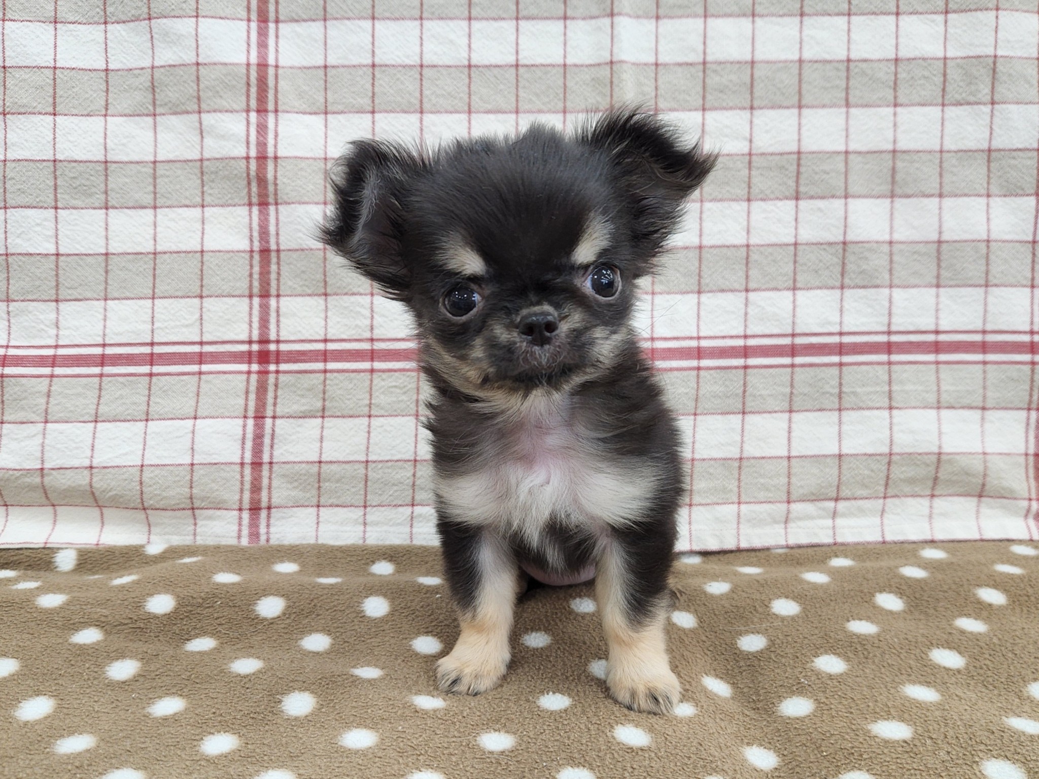 奈良県のチワワ(ロング) (マルエスペット いかるが店/2025年11月5日生まれ/女の子/ブラッククリーム)の子犬の1枚目の画像